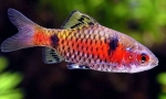 Fire barbusa