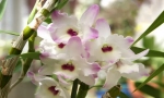 Dendrobium orhideja