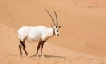 Orix arabian