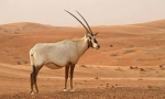 Oryx šećer