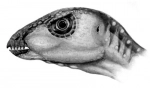 Orikodromeus