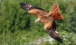 Eagles i falcons euroasia