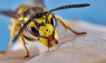 Wasp