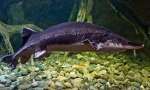 Ostr sakhalinsky