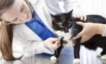 Glavni medicinski postupci za mačku