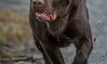 Značajke ishrane labradorova