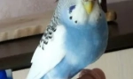 Gojaznost papagajima, razlozima, liječenjem