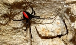 Spider black widow: foto, video i detaljne karakteristike