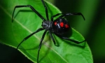 Spider crna udovica