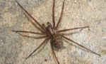 Spider house