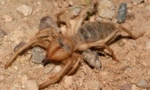 Falang spider (camel): opis i karakteristike