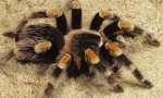 Spider-ptica