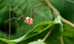 Spider senokosets