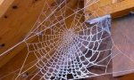 Web