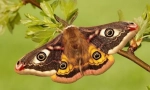 Pavlin-eyed malaya