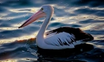 Pelican australian