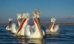 Pelikan kudrya
