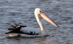 Pelikan