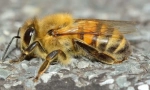 Mefony insekti