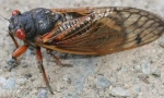 Periodična cicada
