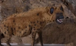 Pećina hyena