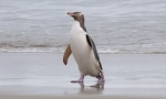 Penguin prekrasan
