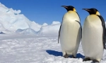 Penguins
