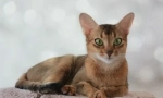 Prehrana abyssinian mačke: skladišti hranu ili prirodnu hranu
