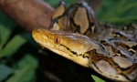 Python mrežica