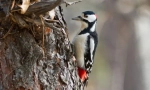 Pentesse