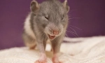 Zašto sneezes rat: uzroci, simptomi i liječenje, šta da radim