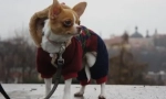 Zašto chihuahua drhti i šta možeš učiniti
