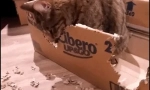 Zašto cat gricble kartonska kutija?