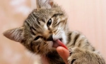 Zašto cat liže ruke?