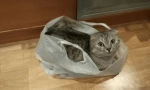 Zašto cat liže polietilenskim paketima i kako ga odbiti iz ove navike