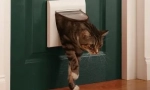 Zašto naše mačke ne vole zatvorena vrata?