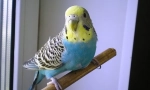Zašto valovita papagaja drhti i trese