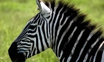 Zašto zebra pruga?