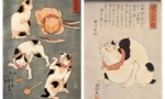 Detaljan opis mačaka pasmine japanskog bobtata