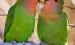 Papagaji su ljubavnici