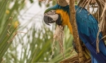 Parrot ara, opis, vrsta, cena