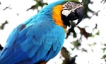 Parrot ara care and contre
