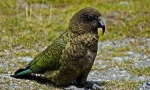Parrot kea