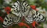 Transformacija gusjenica