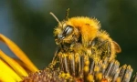 Uzroci, simptomi i liječenje pčelinjih ugriza