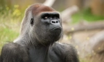 Primate eurazije