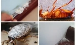 Primjena sušilice iz žohara i kreveta