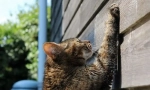 Cat-ova učenje za kogtechka