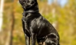 Pet-brabanson (foto): ponosna beba sa širokom dušom i razigranom karakterom
