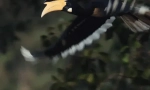 Rhino bird - farmer forest